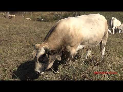TORO NERVOSO ALLA FIERA DI S. MARTIN A CASTELDELFINO (CN) IN VALLE VARAITA. DOM. 18 - 10 - 2020.