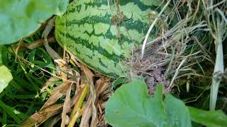 Download lagu How to protect watermelons from bugs. mp3