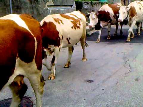 Transumanza 2010 a Sovazza