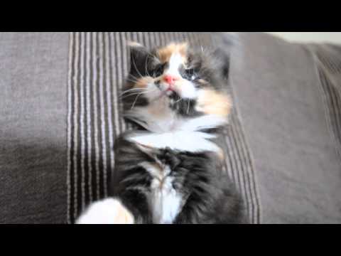 GR*Elvenstar's Iris one month old