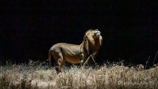 Accompanying the Lion Night Photography Project - understanding how creators create | Sony Official