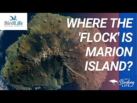 Where the Flock is Marion Island?