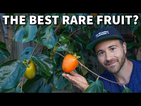 This Asian Persimmon Is The BEST Fruit I've Ever Tasted!