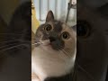 La Pupille de ce Chat Grossit en Regardant son Maître#catlover #cat #cute #chat #animauxdecompagnie