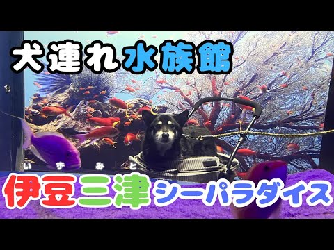 YouTube動画を再生