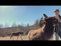 Donkey Mating Animals Mating New Compilation Making Love Wild Animal Mating Yandex Te 2 Bin Video