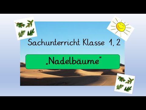 Sachunterricht Klasse 1 und 2: Nadelbäume (Homeschooling)