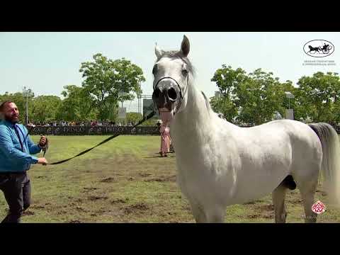 N 85 CP DJULIANO   Vesuvio Trophy 2022   International   Stallions 4 6 Years Old Class 10