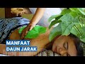 Manfaat Daun Jarak Untuk Kesehatan Dan Cara Mengolahnya