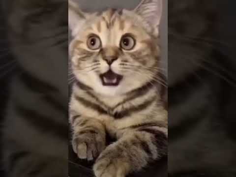 cat😺 singing Apt।#shorts #cat