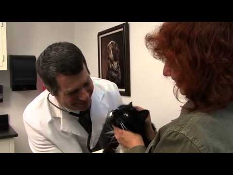 Cat Owner's Guide to Kidney Diseases - Part 4