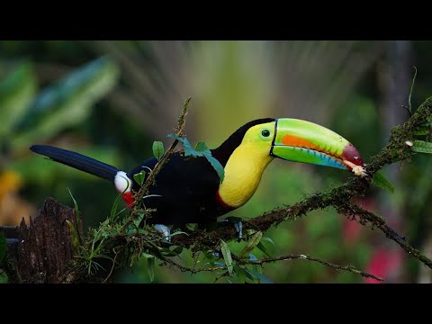10 hours of tropical forest sounds - Toucan - Exotic birds singing in the rainforest for relaxation