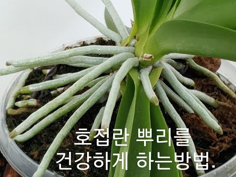, title : '호접란 뿌리가 쑥쑥 잘 자라게 하려면 이것이 중요합니다. 뿌리를 건강하게 관리하는 방법. How to Growing Phalaenopsis Roots.'