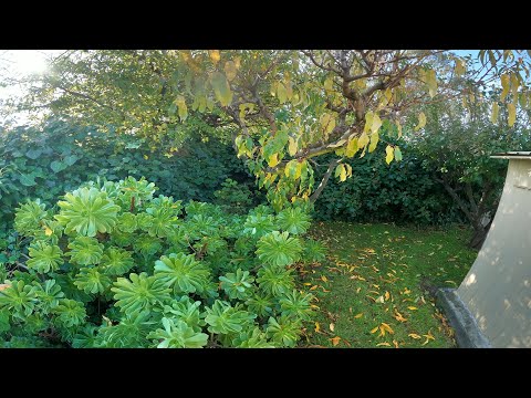 Elderly Regular Customer Gets FREE YARD MAKEOVER | She Just Cant Do it Anymore 😓