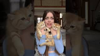 Download lagu LOOK!!!👀 #goldenwhiskerscattery #britishshorthair #scottishfold #scortishstraight #kittens #look mp3