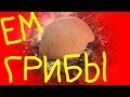 Грибы ем вкусные Грибы ем вкусные