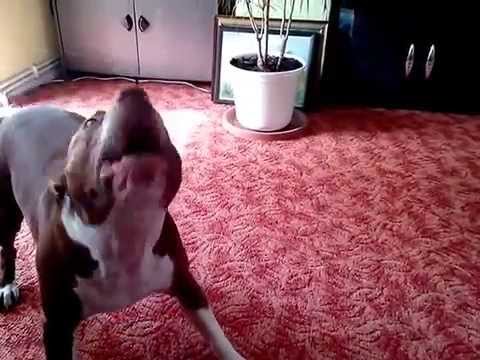 Bite&Fight! Angrifslusttiger Pitbull gegen den Staubsauger!