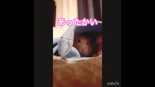 あったかい#hamster #ハムスター #pets #癒し #可愛い #キンクマ #cute