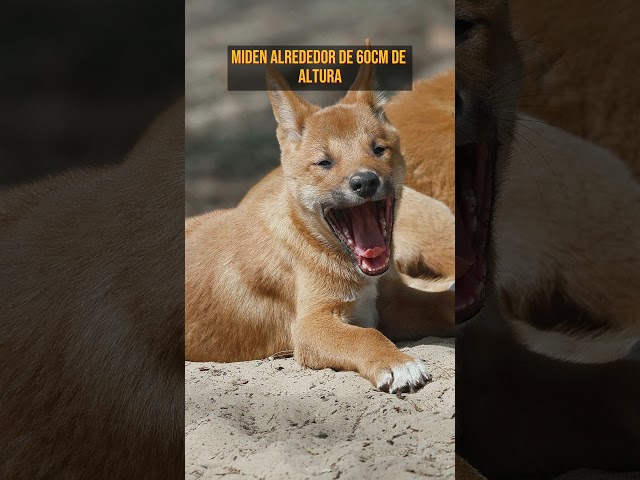 Vídeo relacionado con Dingo Animal Graphic Music Auricular Arte Dingo Camiseta