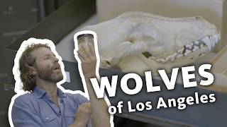 WOLVES | NATGEO&#39;s Ronan Donovan visits NHM&#39;s Collections #wolves #naturalhistory