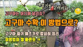 고구마농사 고구마수확시기 고구마를 쉽고 빠르게 수확하기 위해 고구마줄기를 예초기로 정리 하고 고구마 상처안나…