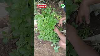 Download lagu hairy potatoes, as Javanese people call them #potatoes #narrow_garden #millennialfarmers mp3 Download lagu hairy potatoes, as Javanese people call them #potatoes #narrow_garden #millennialfarmers mp3