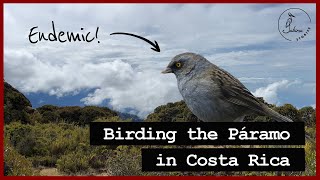 Birding the Costa Rican Páramo on Cerro de la Muerte
