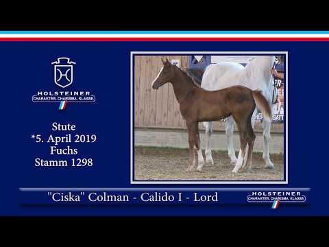 Holsteiner Elite-Fohlenauktion 2019 - Nr. 50 Ciska v. Colman-Calido I