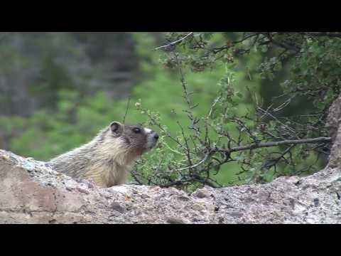 Marmot Sentry.mov