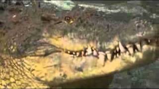 Teams named for AFL grand final