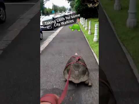 Drôle de tortue