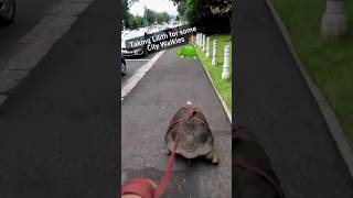 Drôle de tortue
