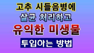 [텃밭농부. 1,157]  고추 시들음병. 살균처리 후 유익한 미생물 투입 방법 #고추재배