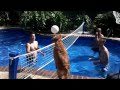 Dog Playing Volleyball