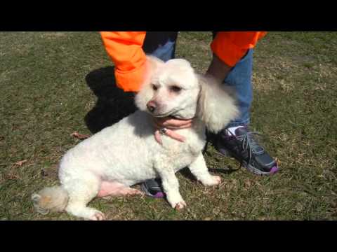 Jagger, an adopted Poodle & Bichon Frise Mix in Houston, TX_image-1