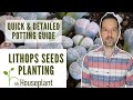 Lithops Seeds Planting (Quick & Detailed Potting Guide)