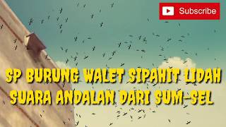 Download lagu SUARA PANGGIL WALET STRES BOYAH Ampuh Sedot Walet Tetangga. mp3 Download lagu SUARA PANGGIL WALET STRES BOYAH Ampuh Sedot Walet Tetangga. mp3