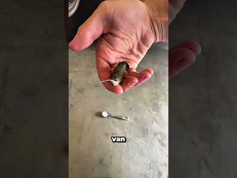 ¿Encontraste un colibrí en el suelo? Haz esto #shorts #hummingbird #rescue
