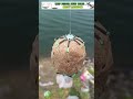 How To Fishing Spider Ballset Shorts Spiderballset Fishing Rohufishing Carpfishing