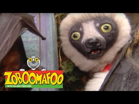 Zoboomafoo 208 - Flying Buddies (Full Episode)