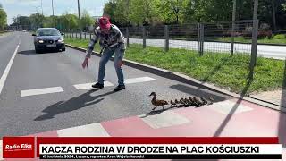 Wideo1: Kacza rodzina maszeruje ulicami Leszna