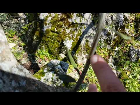 Šteta na maslinama otok Hvar