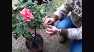 Tu Día. Cómo podar las rosas para obtener las mejores flores