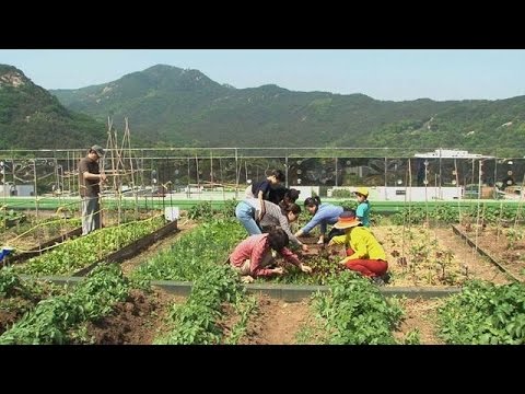 Seoul gets greener with rooftop gardening