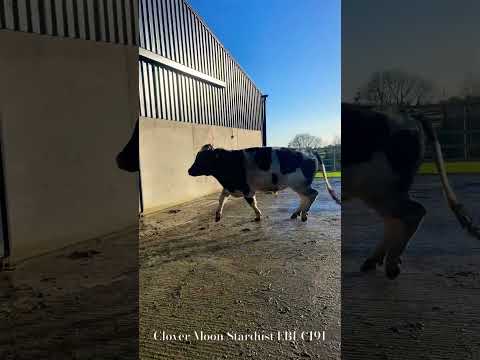 Friesian Bull Pedigree - Image 2