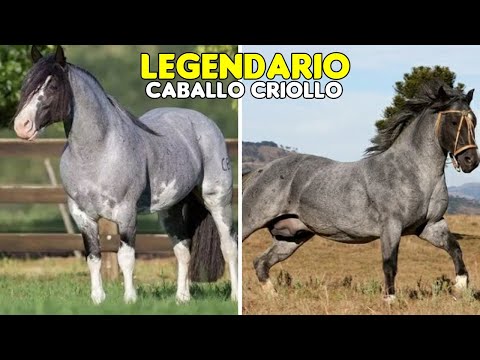 Criollo Horse: History and Outstanding Species #horses #criollo #criollohorse