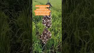 Download lagu mikat burung pipit di sawah #shorts mp3