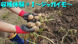 [収穫体験]～ジャガイモ～ 直太ちゃんねる