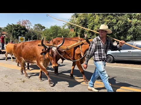 Pura Tradição! Centenas de Cavaleiros e Muares em silveiras Região sp parou ! desfile de cavaleiros 