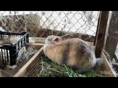 Conejitos gigantes arlequín hermosos colores uno tiene ojo de pirata 😀